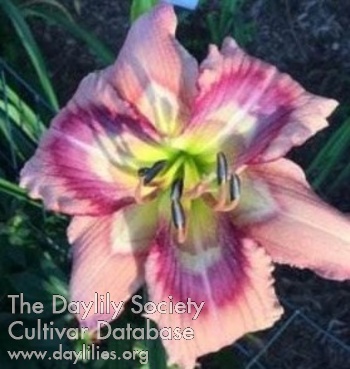 Daylily Physicians of the Heart