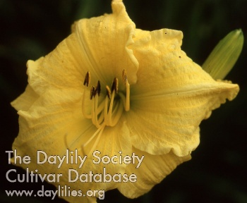 Daylily Picalily