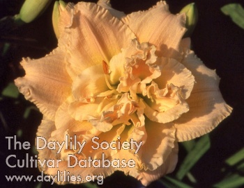 Daylily Piccadilly Circus