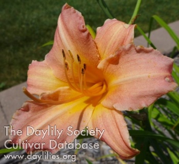 Daylily Picture Bouquet
