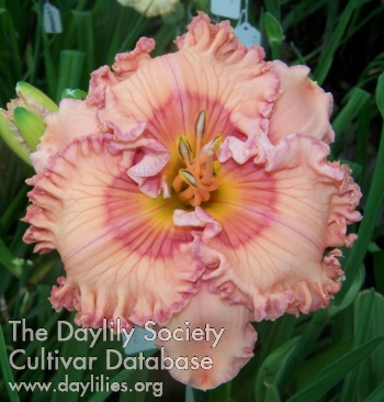 Daylily Pink Candle