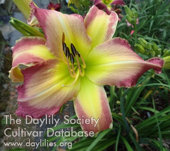 Daylily Pink Champagne Fountain