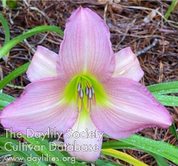 Daylily Pink Lavender Appeal