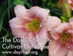 Daylily Pink Ribbon Diva