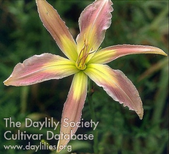 Daylily Pink Star Sapphire