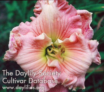 Daylily Pink Déjà Vu