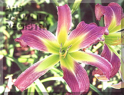 Daylily Pink Haired Lady