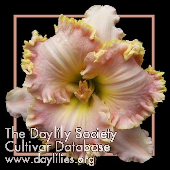 Daylily Pink Praise