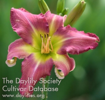 Daylily Pink Whip Tips