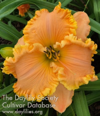 Daylily Pirate's Gold Coin