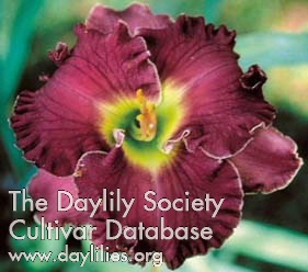 Daylily Play Misty for Me