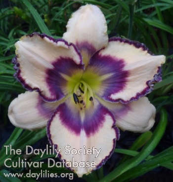 Daylily Play for Life