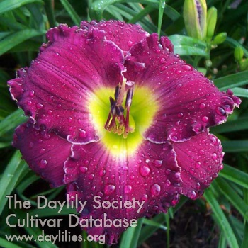 Daylily Plumtopia