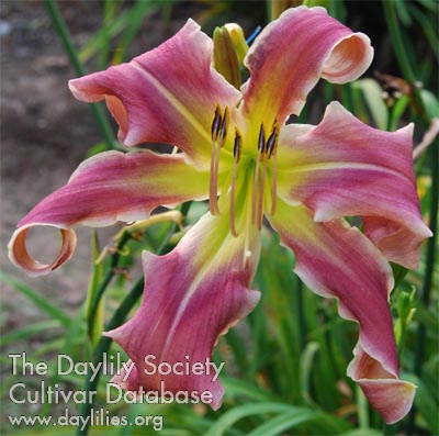 Daylily Poetry Commotion