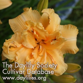 Daylily Point Clear Jubilee