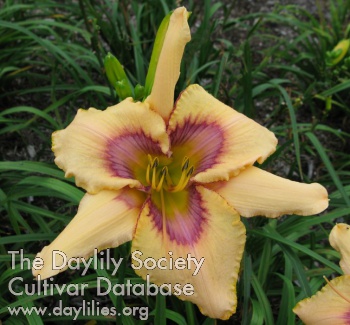 Daylily Point 'n Shoot