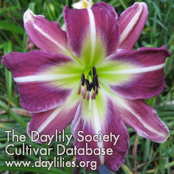 Daylily Points of Compass