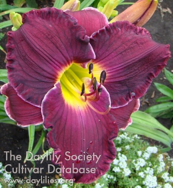Daylily Police and Thieves
