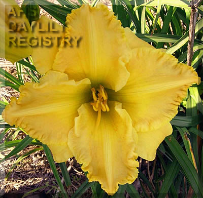 Daylily Polly Wolly Doodle