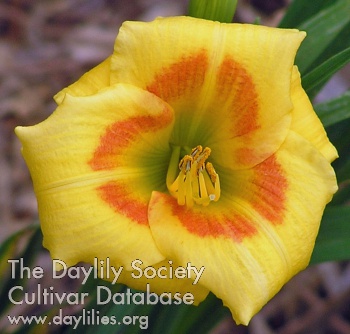 Daylily Popeye