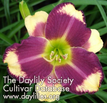 Daylily Popeye the Sailor
