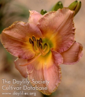 Daylily Porcelain Wren