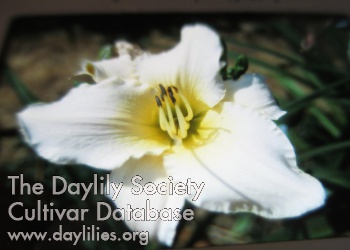 Daylily Porcelain Pleasure