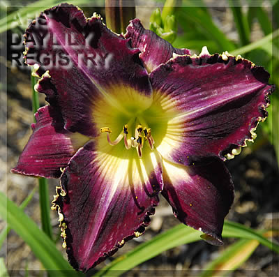 Daylily Possible Side Effects