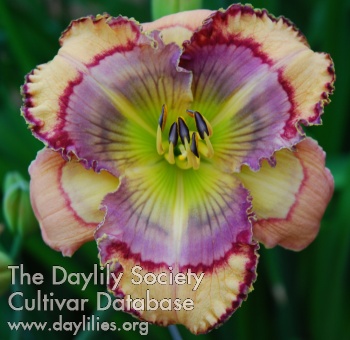 Daylily Power Rings