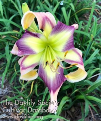 Daylily Power Up or Down