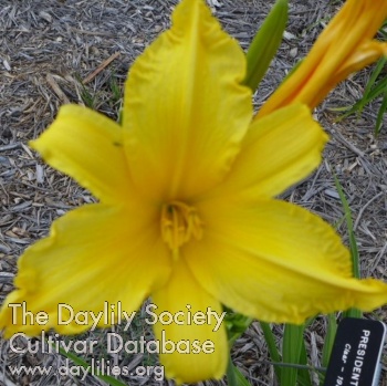 Daylily President Rice