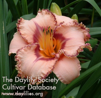 Daylily Prickled Petals