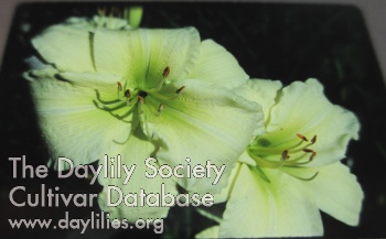 Daylily Pride of Massachusetts