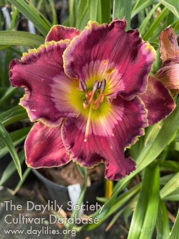 Daylily Prime Country
