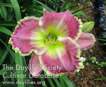 Daylily Princess in Pink