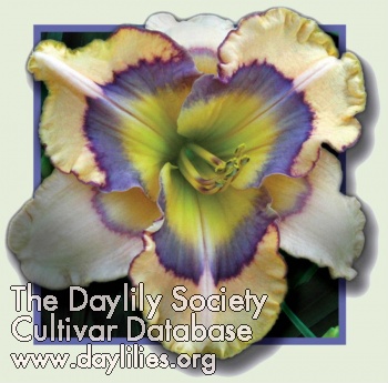 Daylily Prisoner of Time
