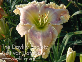 Daylily Promise of Peace