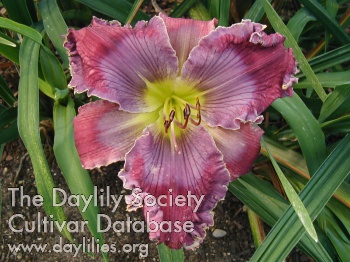 Daylily Prophetic Voice