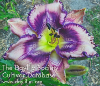 Daylily Psychedelic Therapy