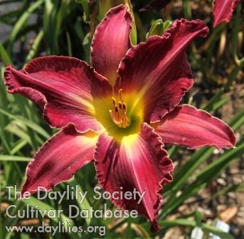 Daylily Puerto Rican Fence Climbers