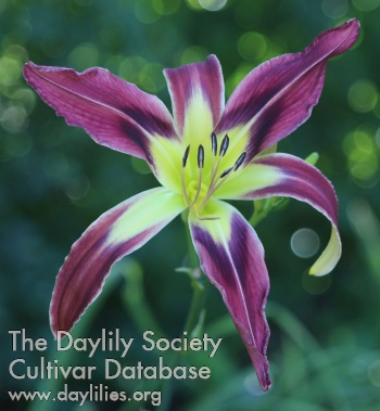 Daylily Purple Gallinule
