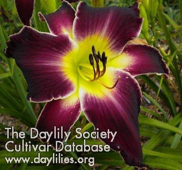 Daylily Purple Dwarf