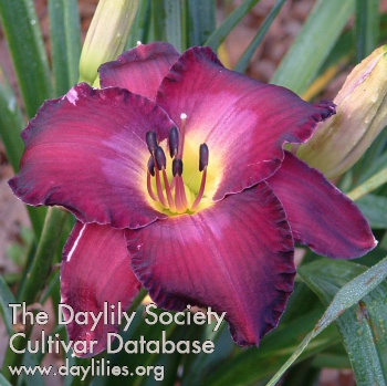 Daylily Purple Passage