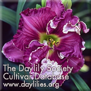 Daylily Purple Petticoats