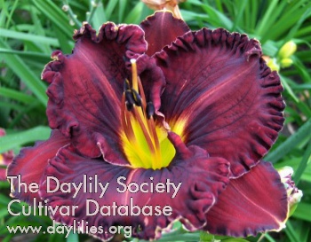 Daylily Purplelicious