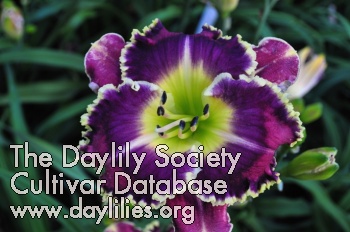 Daylily Peacock Candy