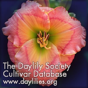 Daylily Pacific Moon