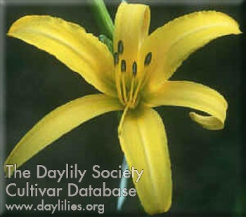 Daylily Panama Jack