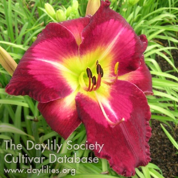 Daylily Paradise Bar and Grill