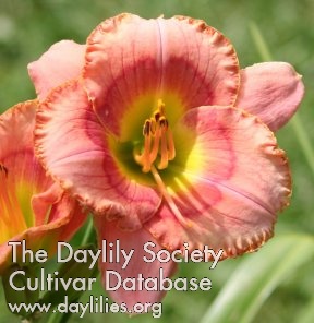 Daylily Parker is Pretty in Pink